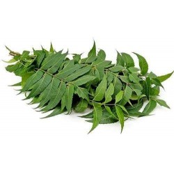 Neem leaves - 100g