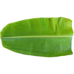 Banana leafs 1pc (plantain leaf) 