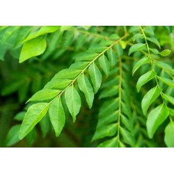 Curry Leaves 