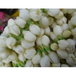 Jasmine flowers/Mullai Flower 1 Moora