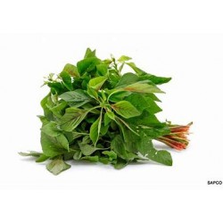 Amaranth leaves/Thotakura- 1 bunch Amaranth leaves/Thotakura- 1 bunch