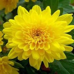 Chamanti flowers 100g (chrysanthimum) 