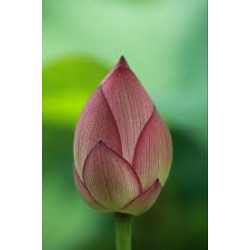 Lotus Flower-1pc