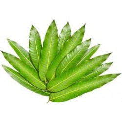 Mango leaves - 10 pieces pack