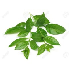 Fresh Henna leaves Fresh Henna leaves